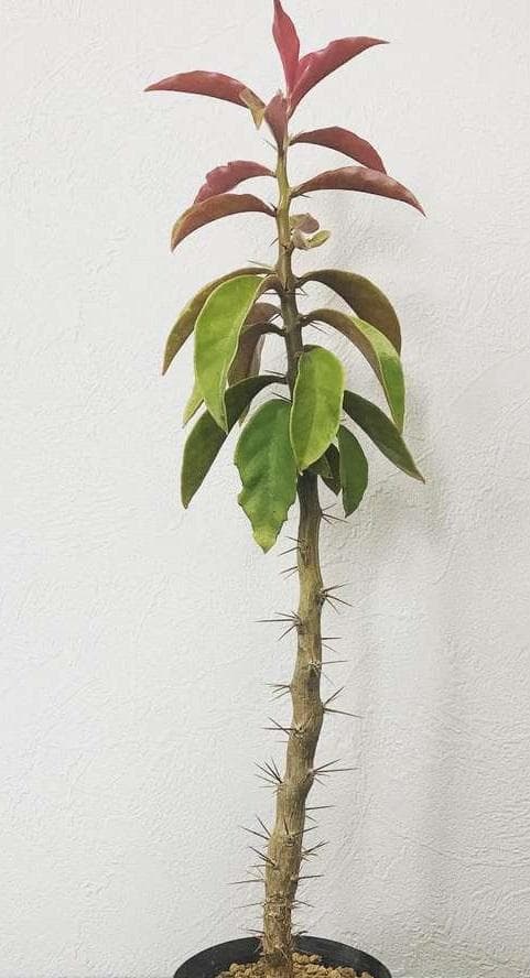 Переския крупнолистная (Pereskia Grandifolia)