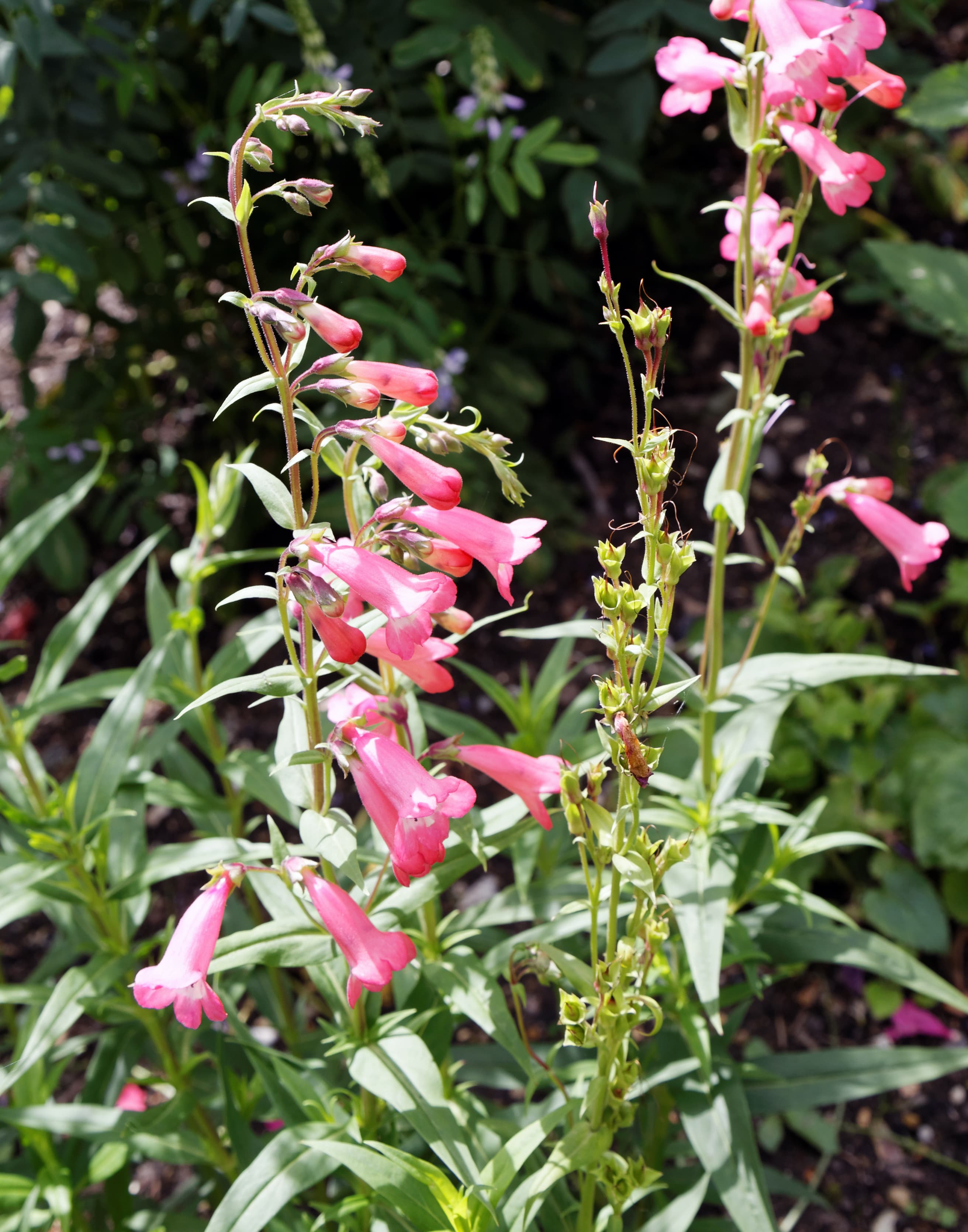Пенстемон "Hidcote Pink"