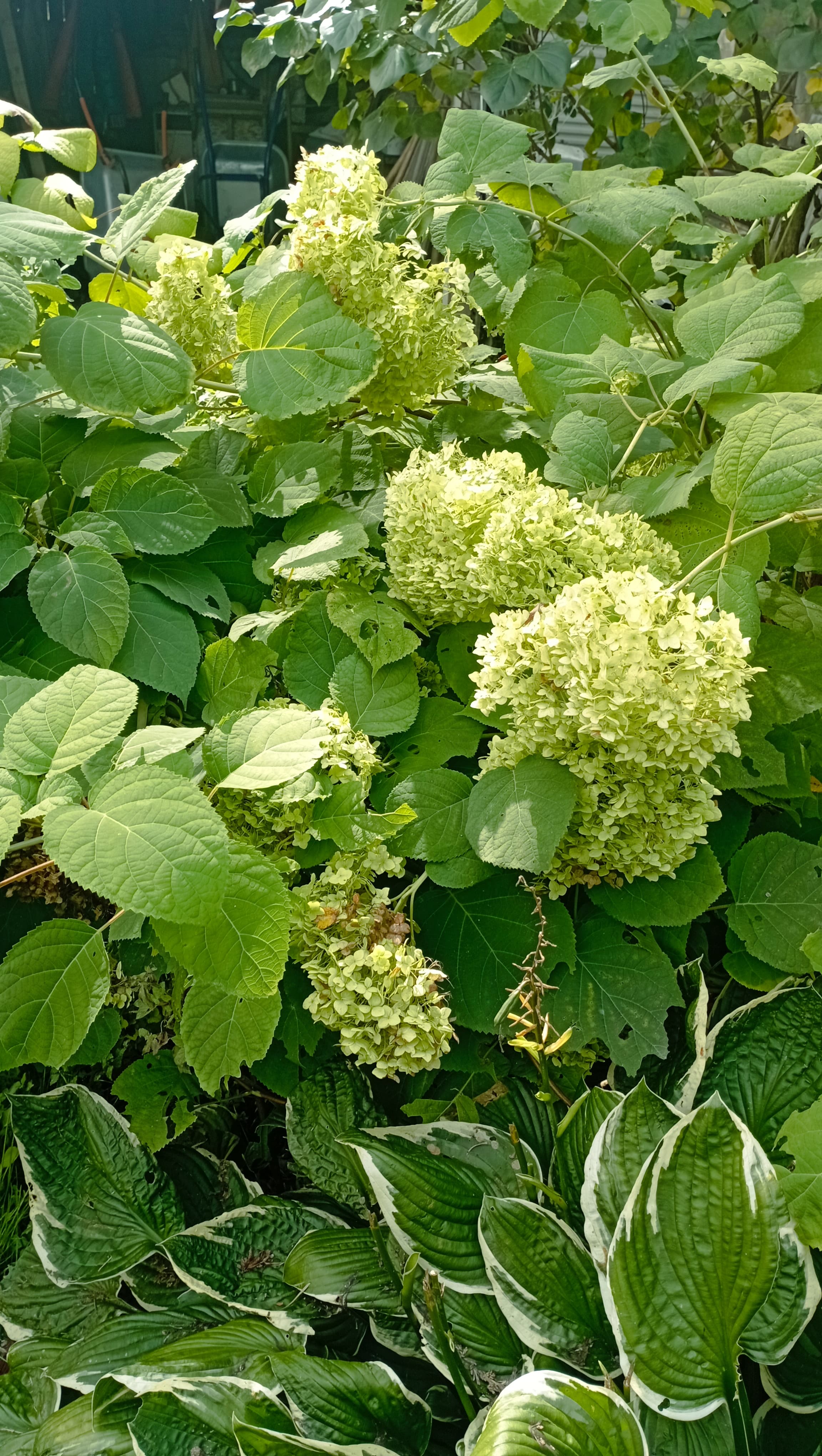 Лёгкий зелёный в осеннем саду