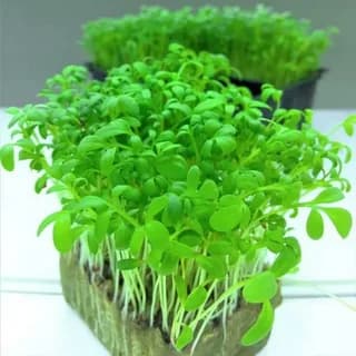 Кресс-салат посевной
