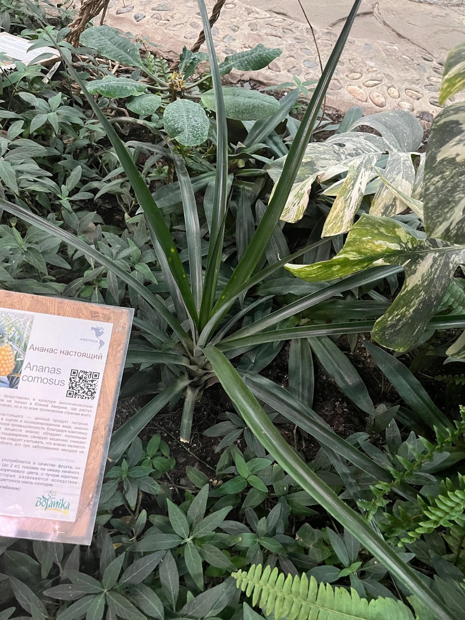 Ананас обыкновенный  (Ananas comosus)