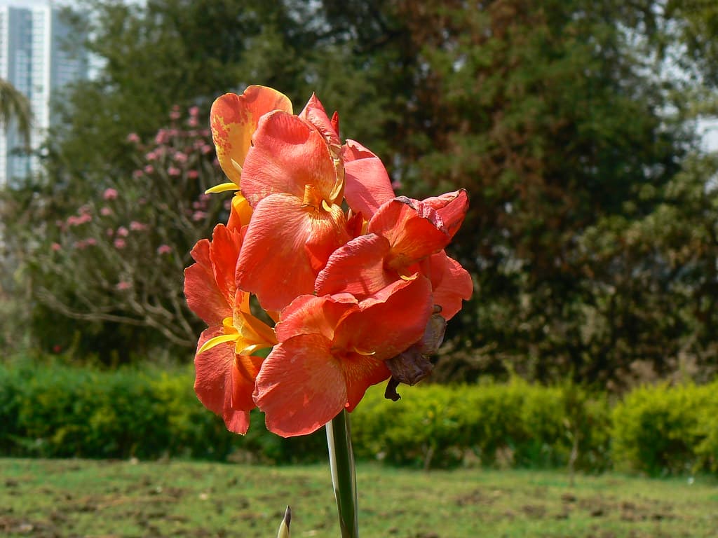 Канны