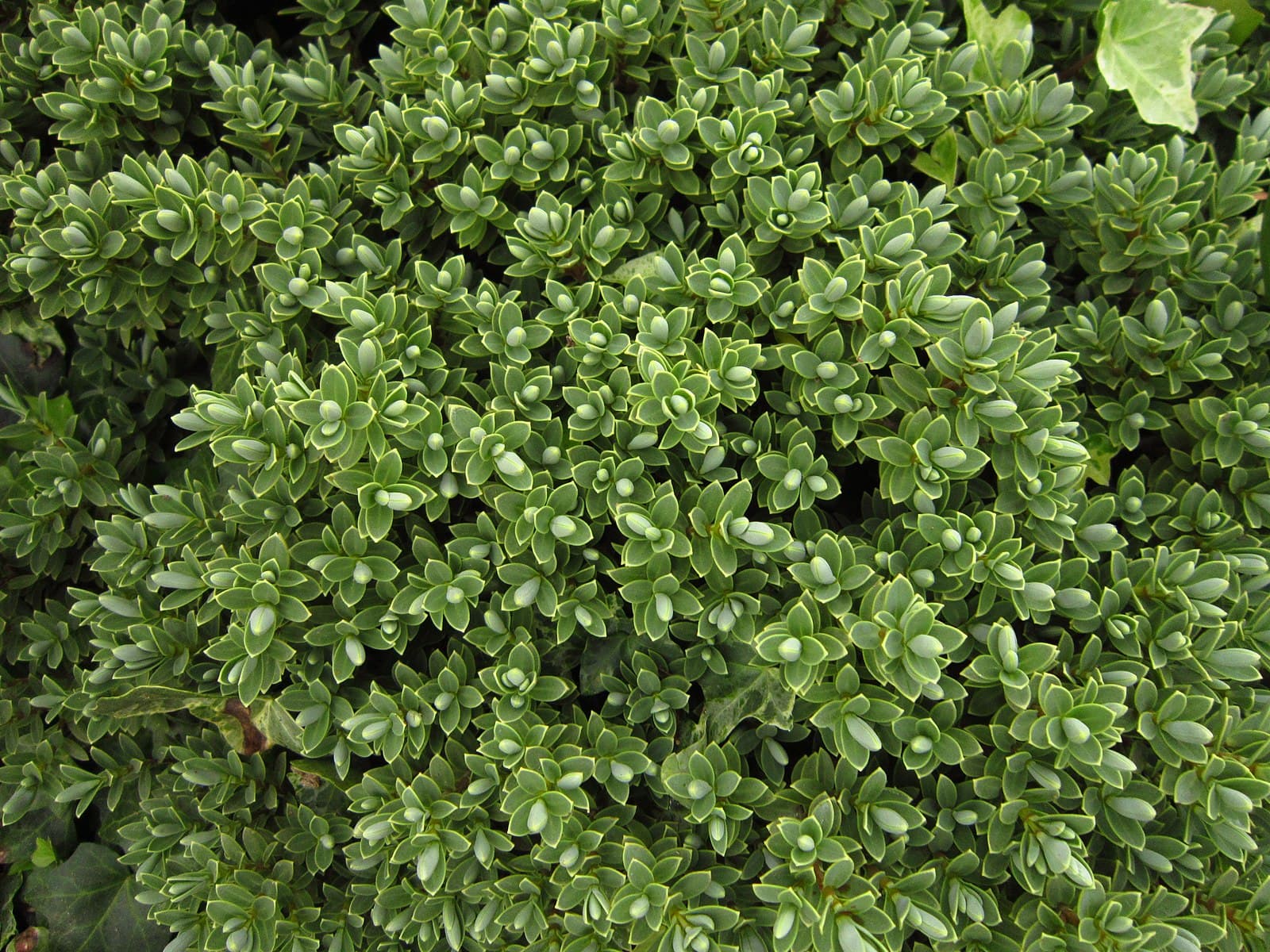 Хебе толстолистная "Sutherlandii"