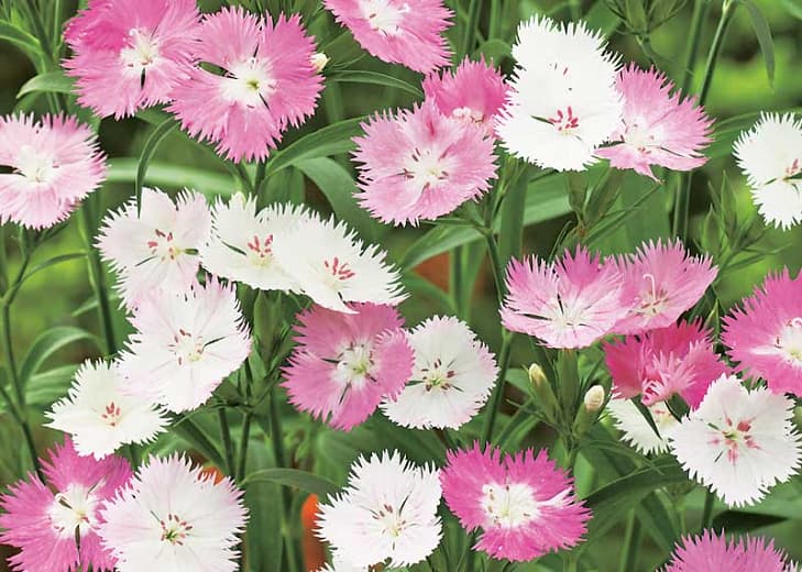 Dianthus gratianopolitanus 'Bath Pink' (Розовый Чеддер)