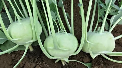 Капуста кольраби Ранняя