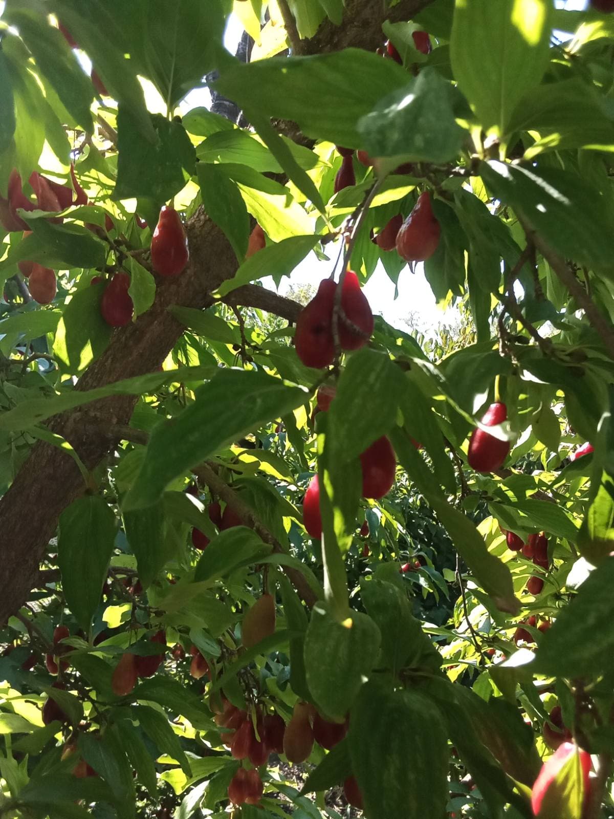 Кизил садовый - красивый, вкусный, полезный.
