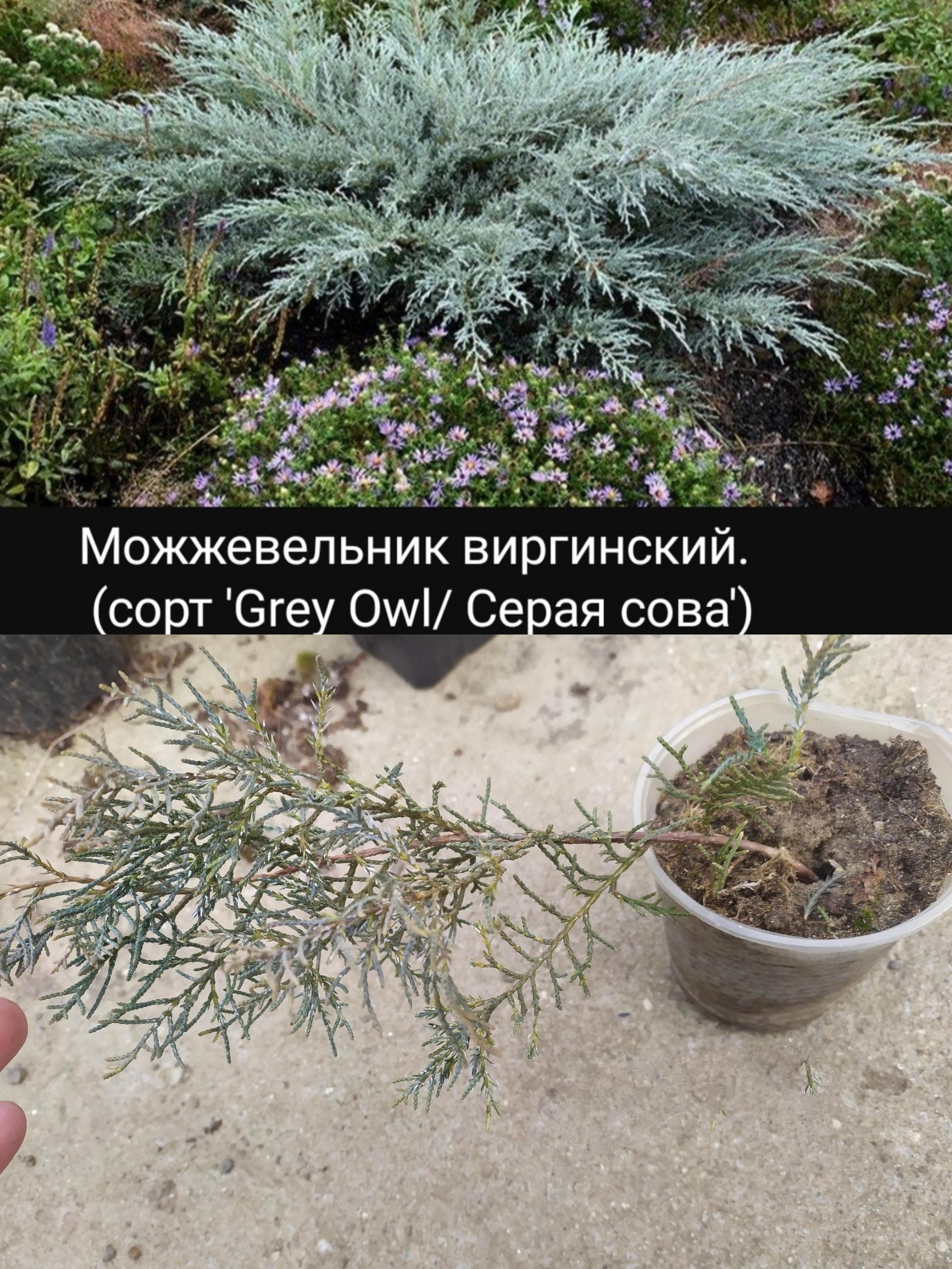 Можжевельник виргинский "Грэй Оул"