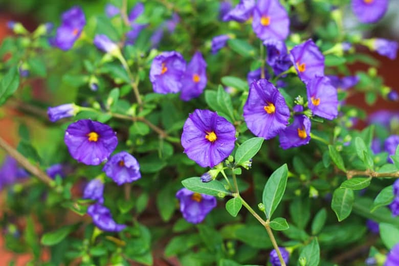 Lycianthes rantonnetii (Голубой картофельный куст)