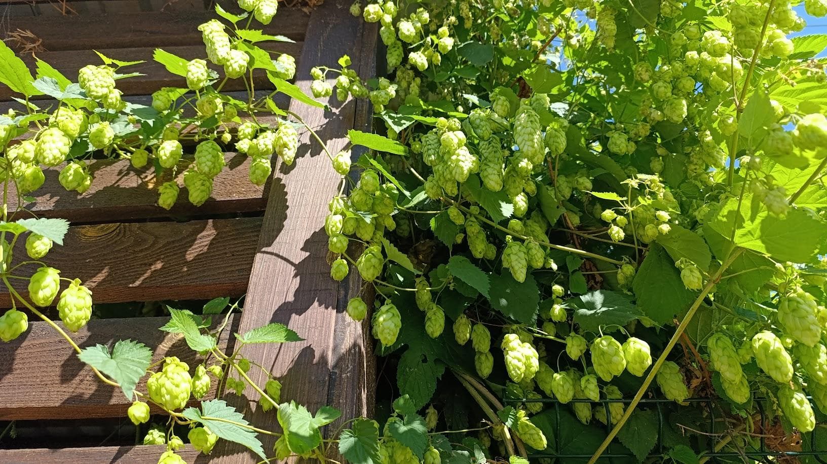 Хмель обыкновенный (лат. Humulus lupulus)