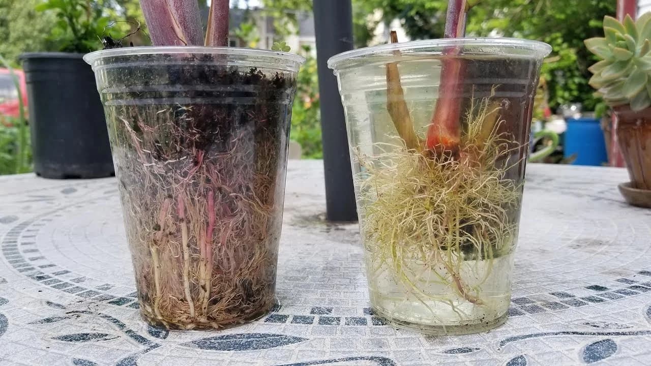 Черенкование в воде или субстрате - что лучше