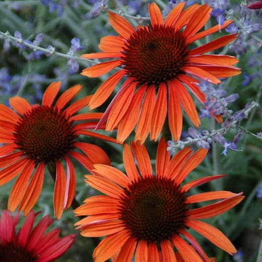 Echinacea 'Sundown' (Coneflower)