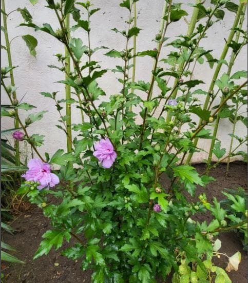 Сирийский гибискус Арденс (Hibiscus syriacus Ardens)