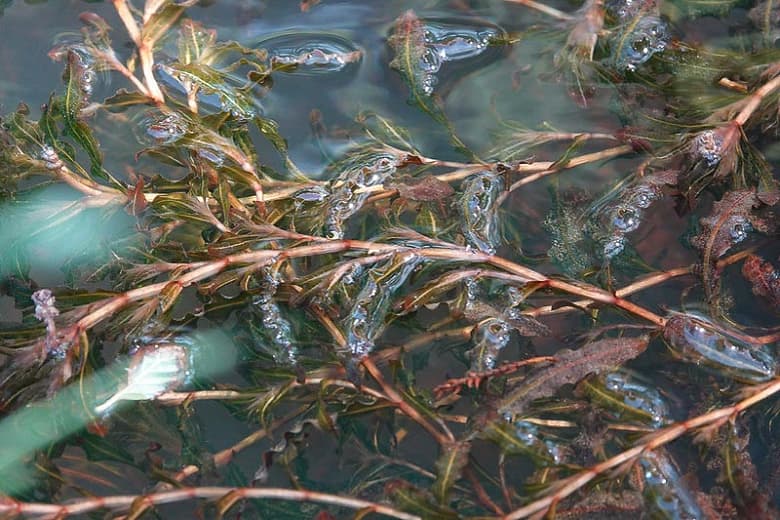 Potamogeton crispus (Кудрявый прудовик)