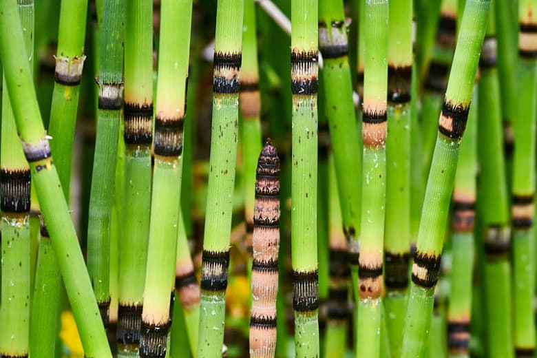 Equisetum hyemale (Хвощ полевой)