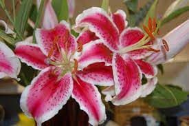 Lilium 'Стар гейзер' (Восточная лилия)