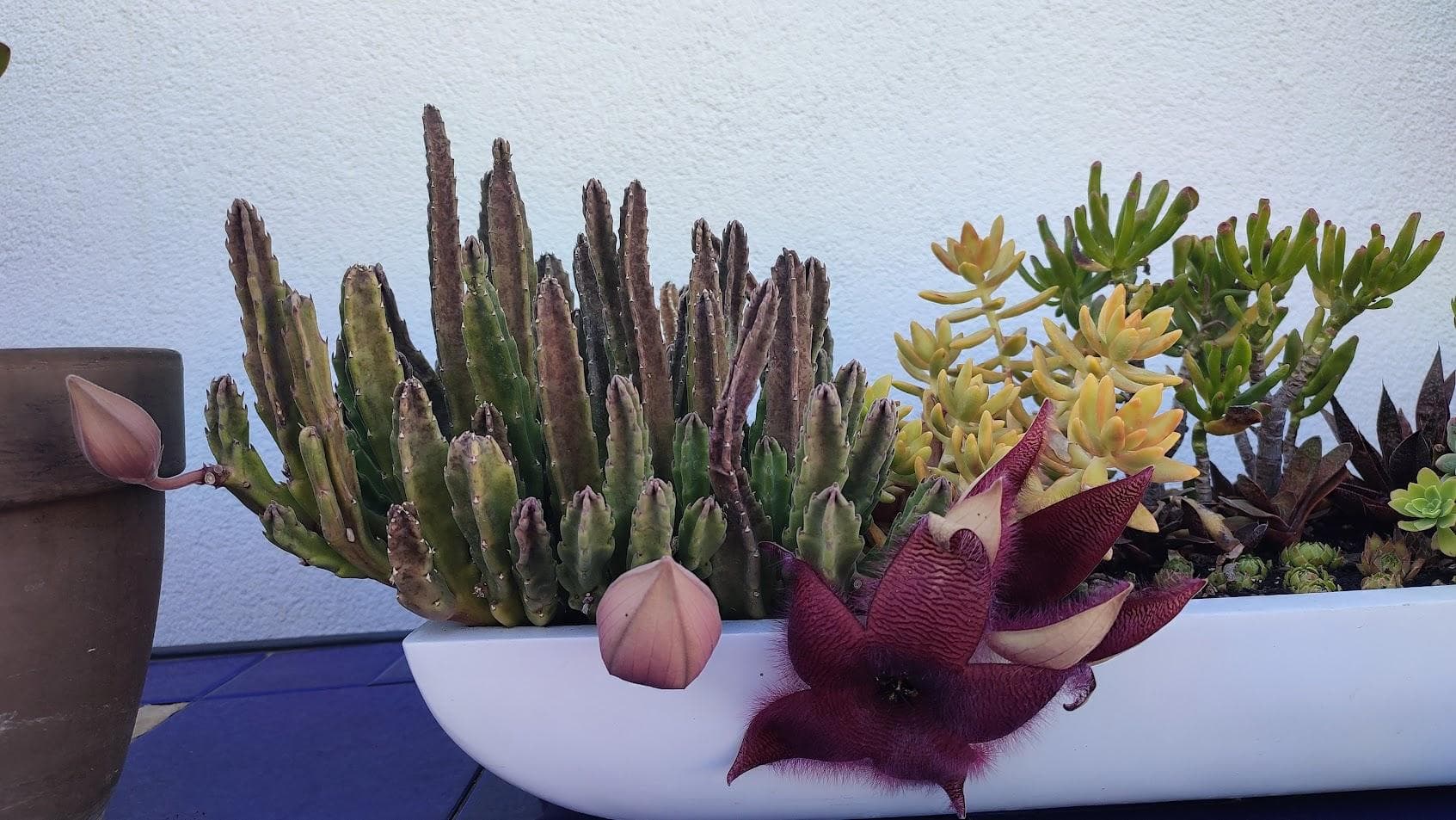 Стапелия крупноцветковая (Stapelia grandiflora).
