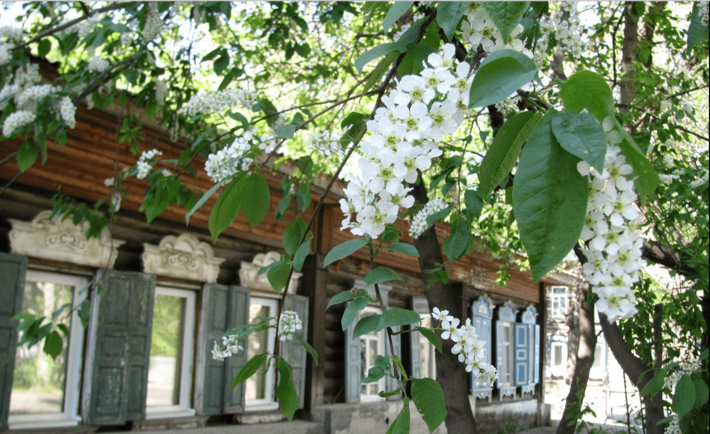 Ветроустойчивые деревья