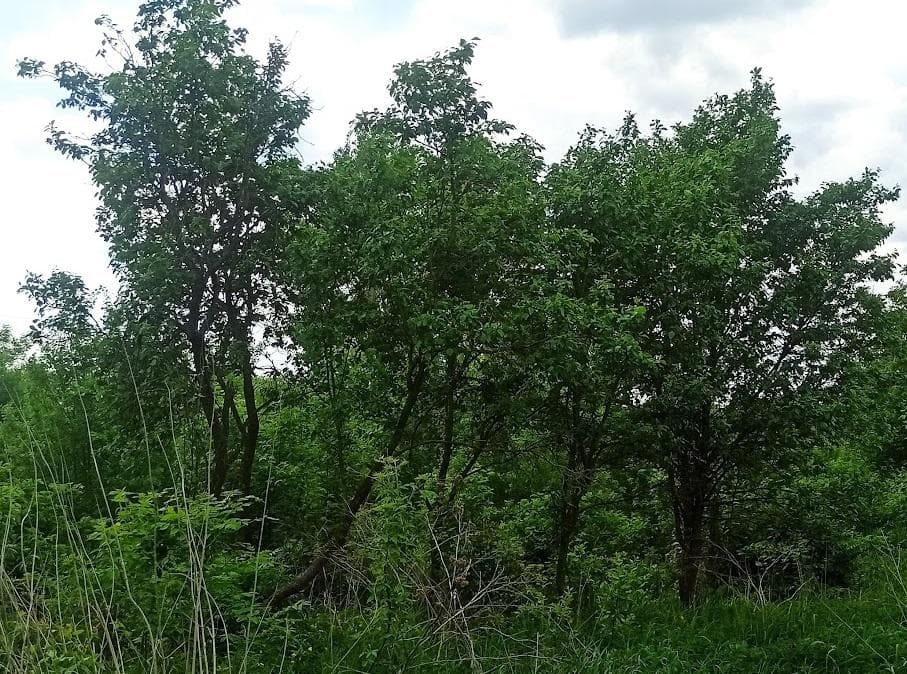 Сливы
