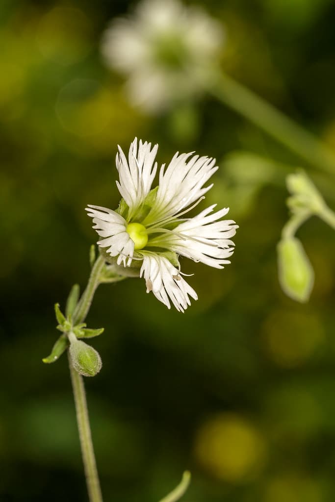 Silene stellata (Звездчатый гвоздь, Вдовья оборка)