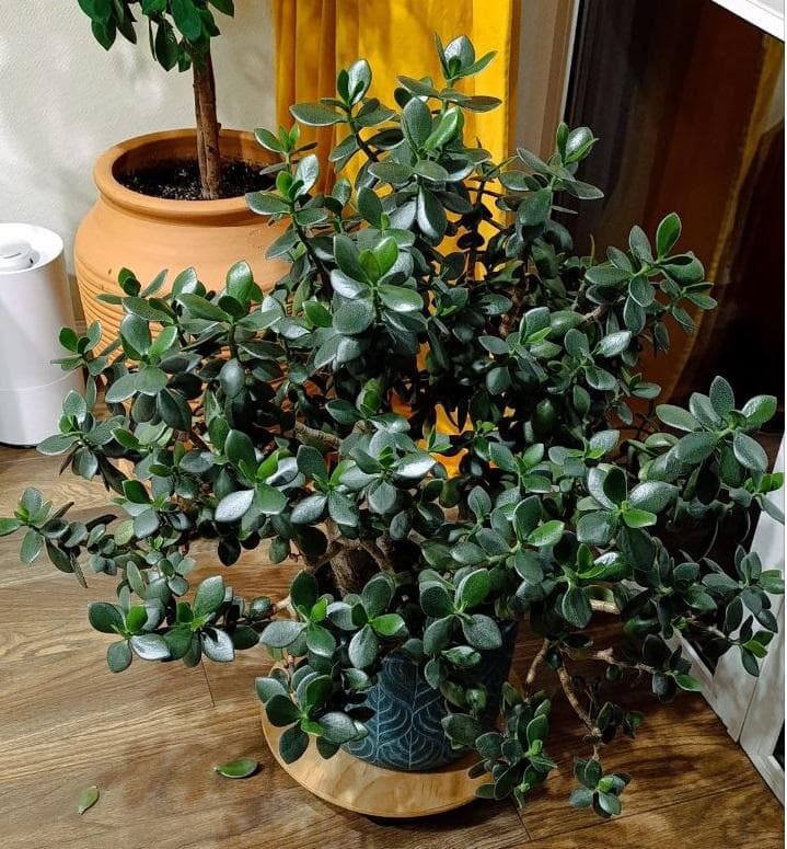 Толстянка овальная (лат. Crassula ovata)
