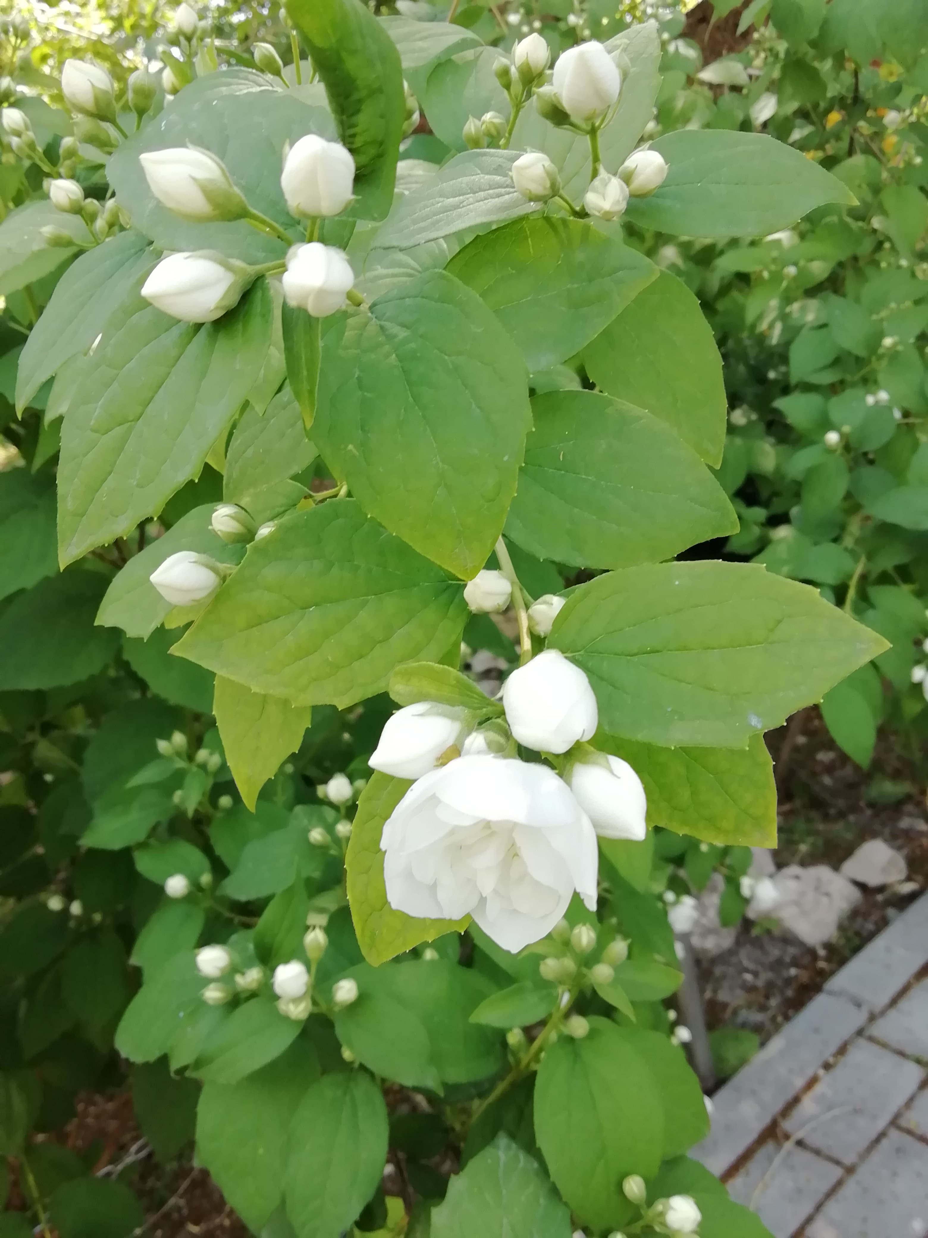 Изящные побеги и ароматное цветение Чубушника.