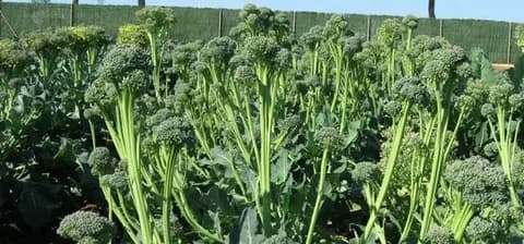 Капуста брокколи Раннеспелая