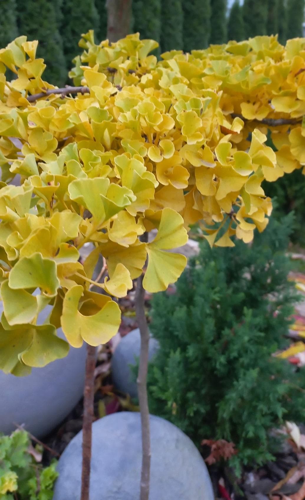 Гинкго билоба (лат.Ginkgo biloba)
