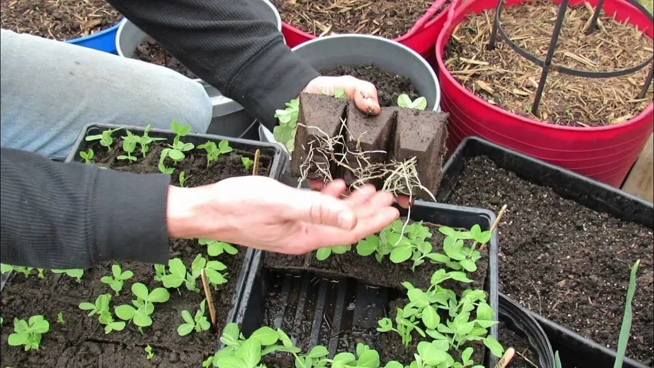 Зачем вообще нужна пикировка рассады и в каком случае ее можно не делать
