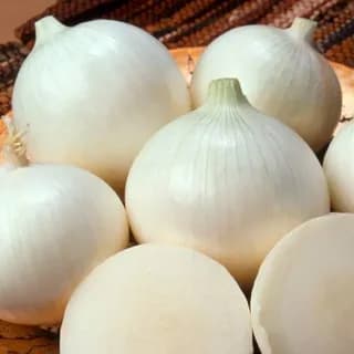 Лук репчатый Альбион