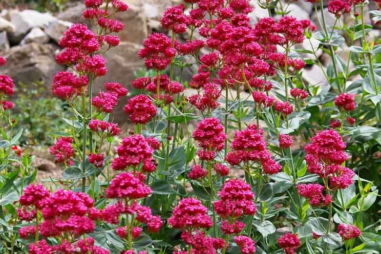 Красная валериана (Centranthus Ruber)
