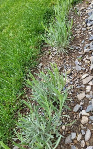 Лаванда узколистная (Lavandula angustifolia)