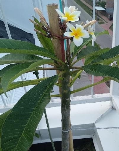 Плюмерия белая (лат. Plumeria alba)