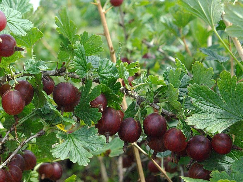 Крыжовник «Хиннонмати страйн»