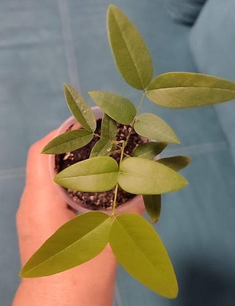 Кассия трубчатая (лат. Cassia fistula)