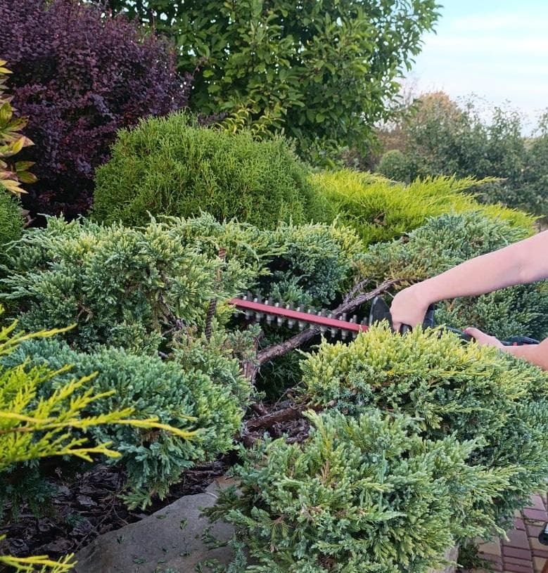 Можжевельник чешуйчатый (Juniperus squamata)
