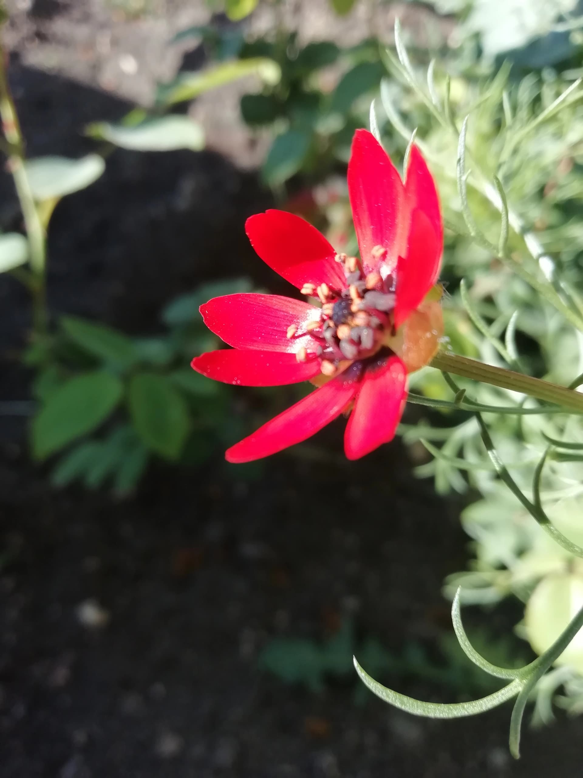 Адонис летний одновременно декоративное, лекарственное и ядовитое растение.