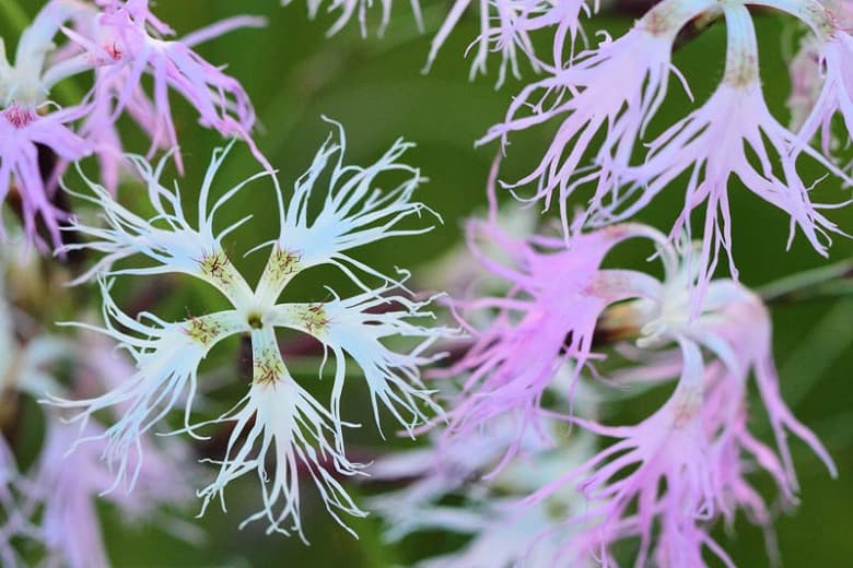 Dianthus superbus (Розовый с бахромой)