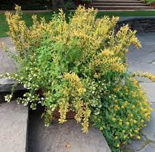 Агасташ "Летний закат"
