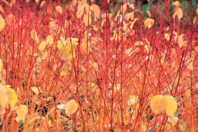 Cornus sanguinea 'Зимний апельсин Анни' (Кизил Кроваволистный)