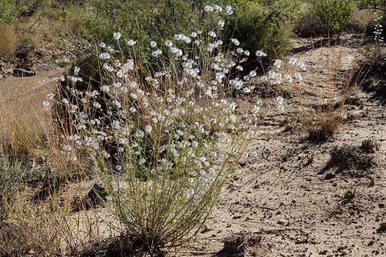 Brickellia eupatorioides (Ложная косточка)