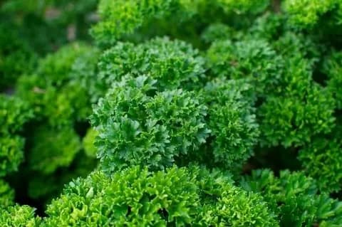 Французская курчавая петрушка