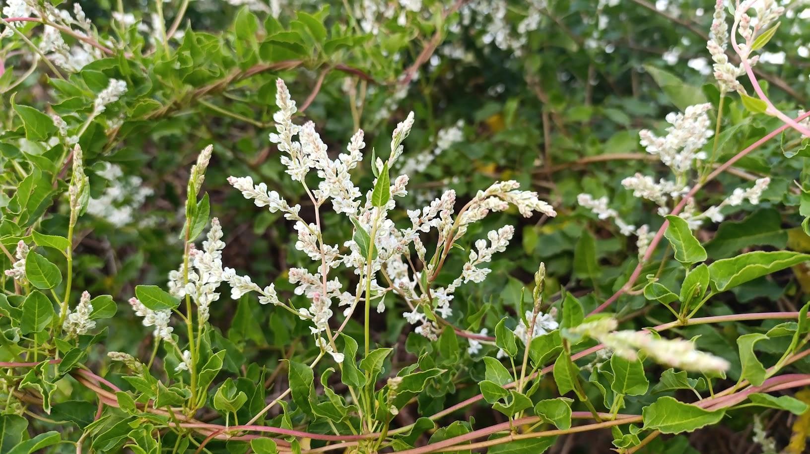 Горец бальджуанский (Polygonum baldschuanicum / Fallopia baldschuanica)