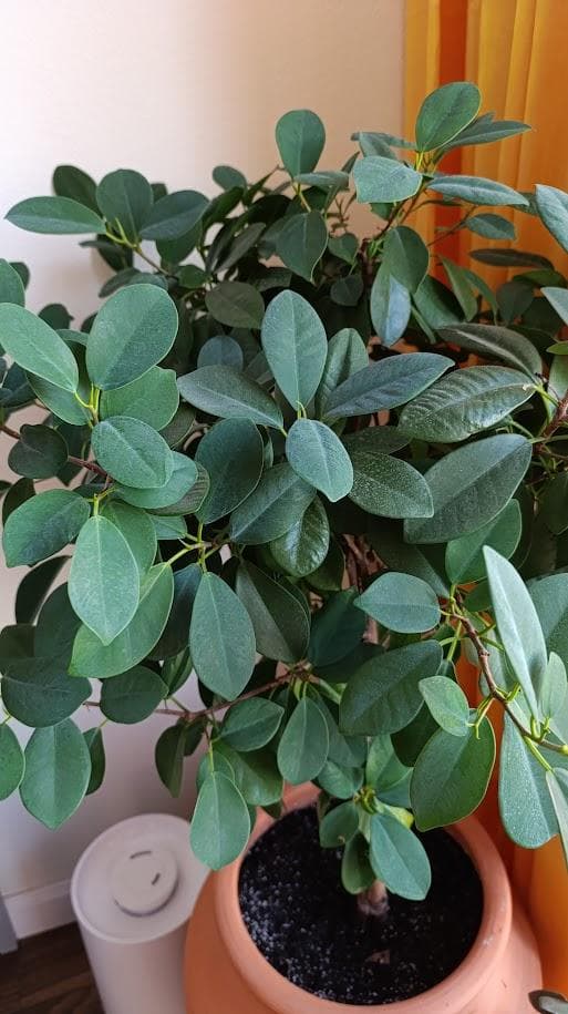 Фикус Формоза (Ficus formosana)