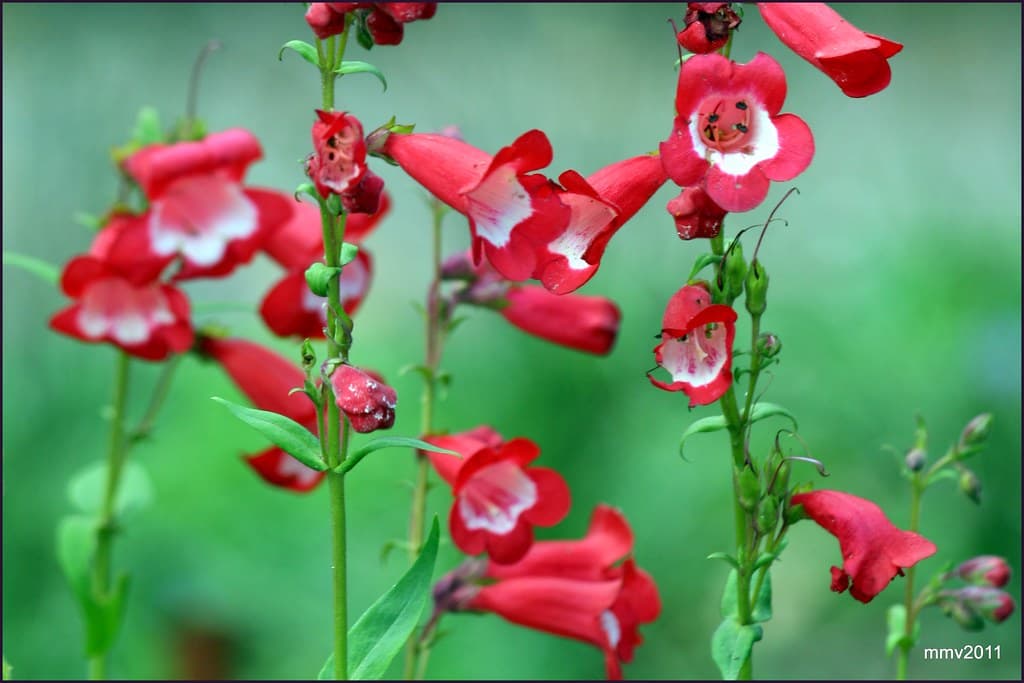 Пенстемон "Arabesque Red"