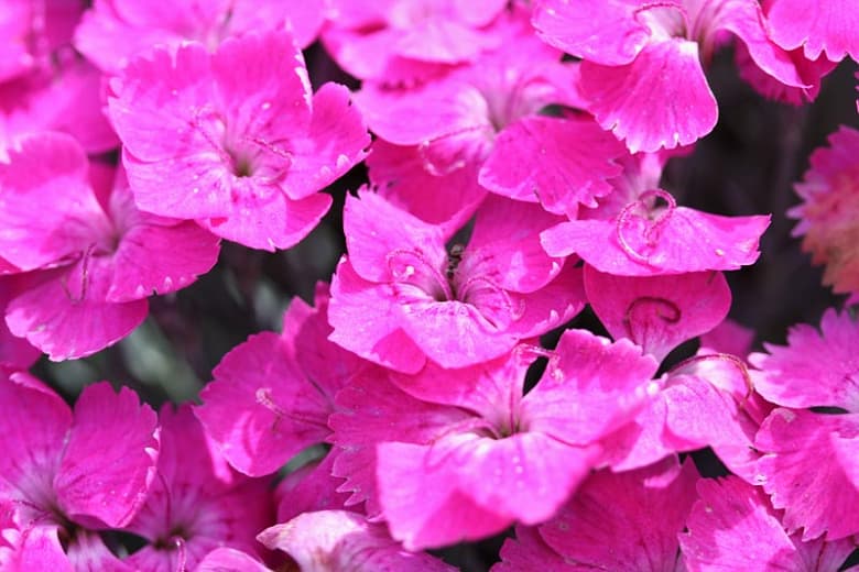 Диантус 'Уатфилд Пурпурный' (розовый)