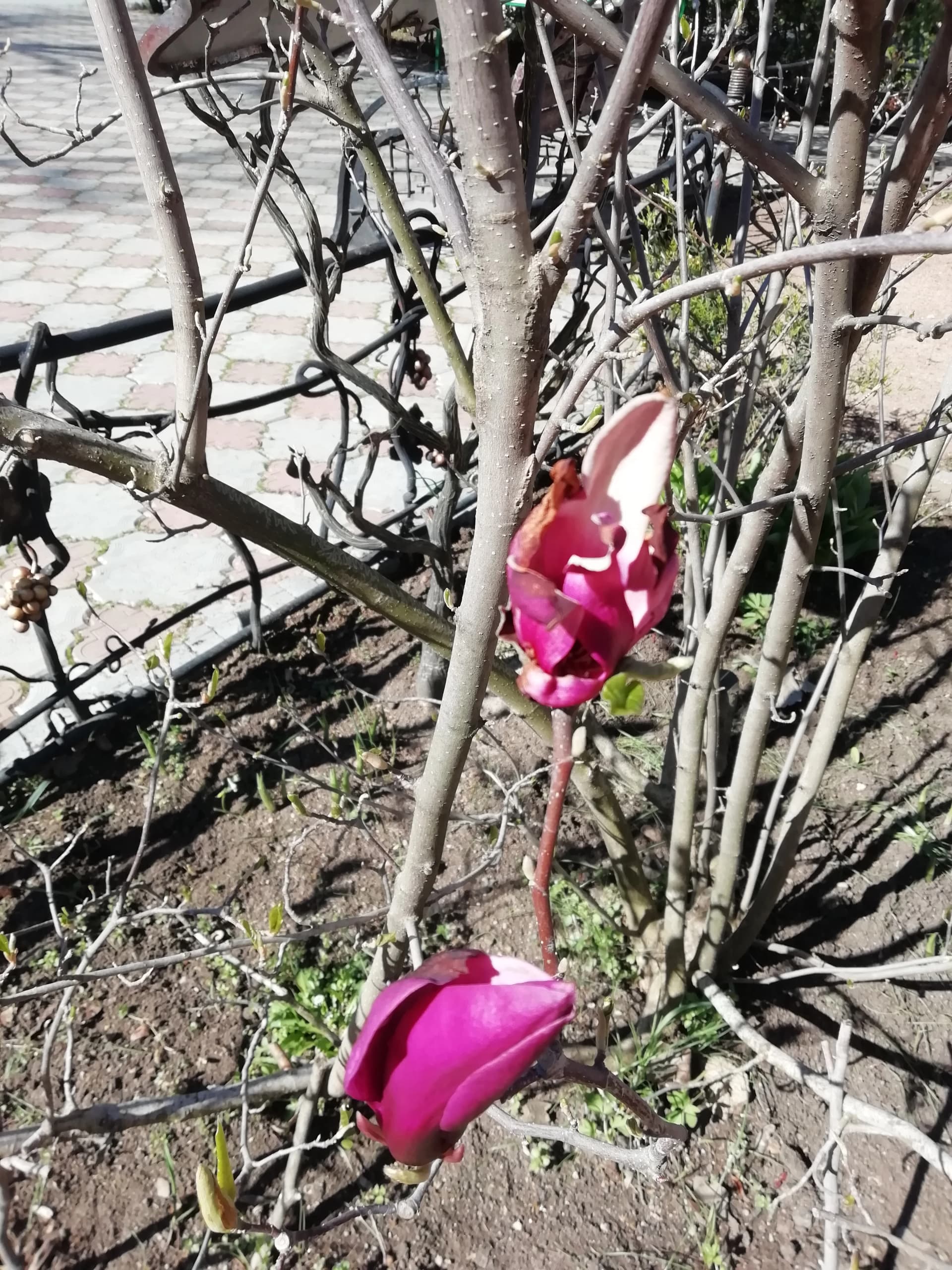 Апрельский снег повлиял на цветение магнолии Суланжа.