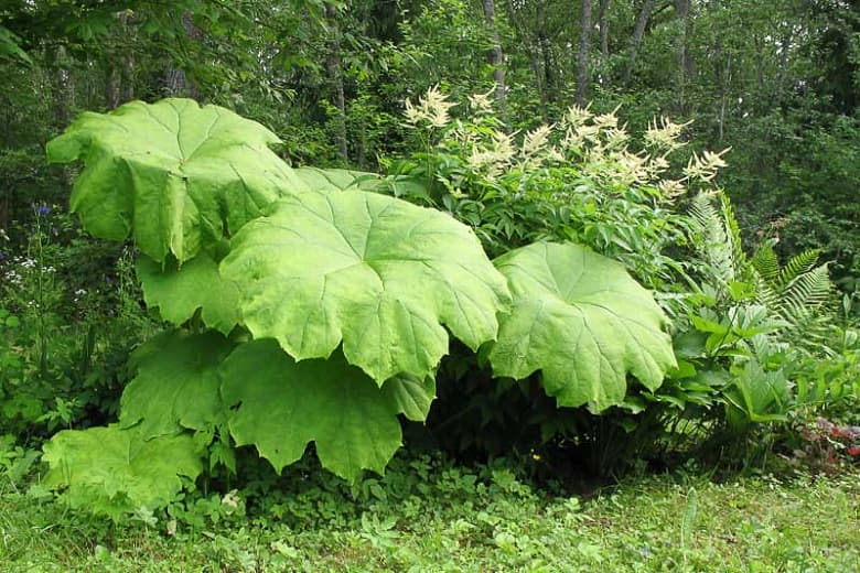 Астильбоидес табулярис (Astilboides tabularis)