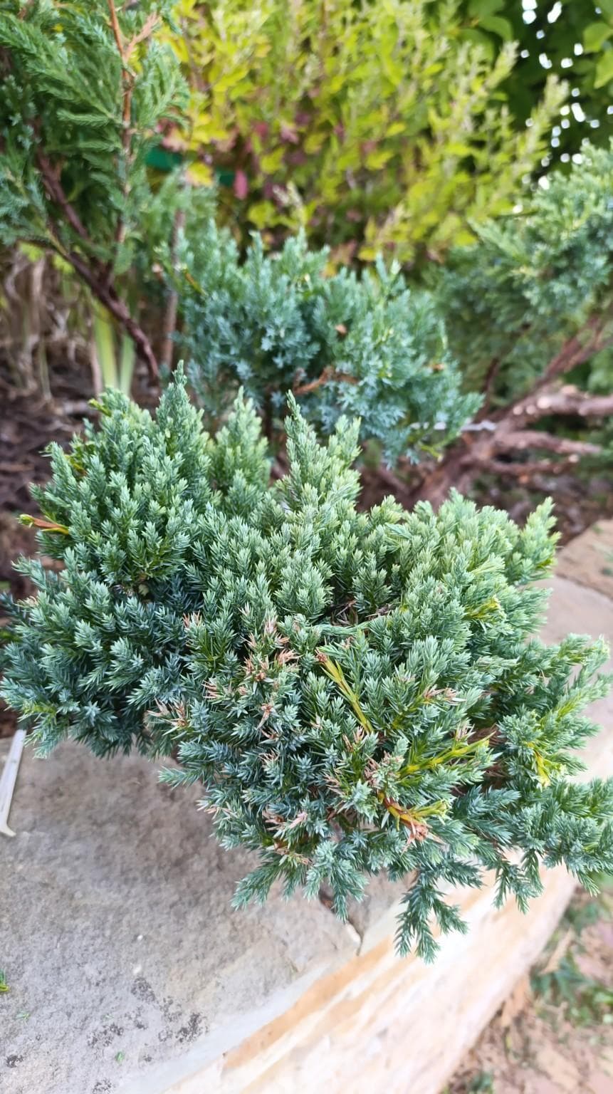 Можжевельник чешуйчатый (Juniperus squamata)