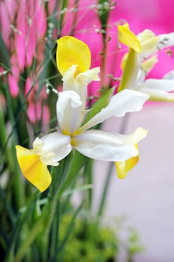 Ирис голландский "Аполлон"(Голландский ирис)