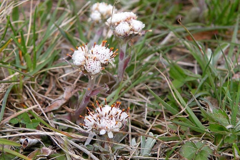 Antennaria neglecta (Полевые киски)